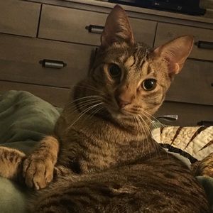 Meet your Posher, Abby